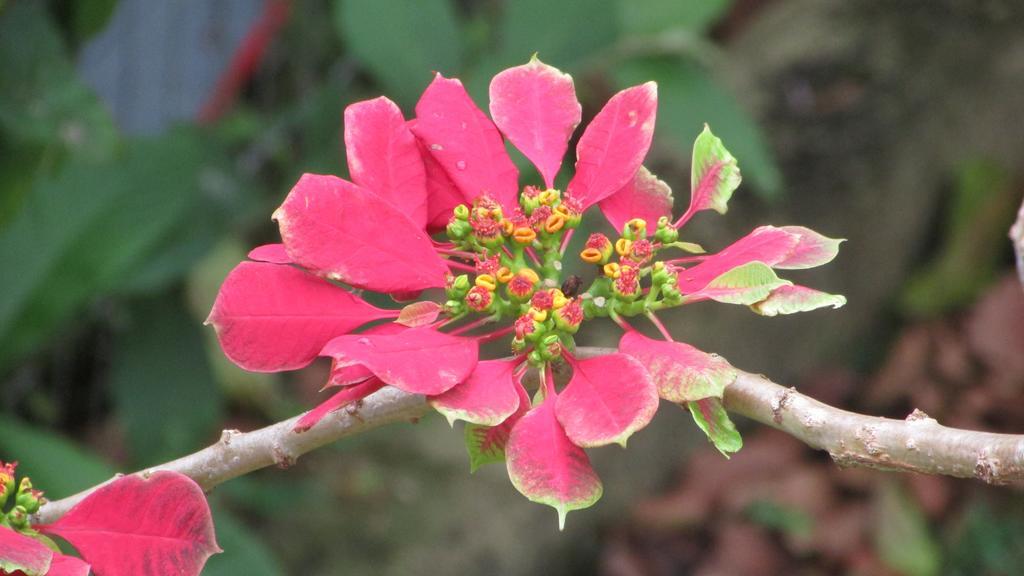 Pousada Laranja Lima Praia do Rosa Kültér fotó